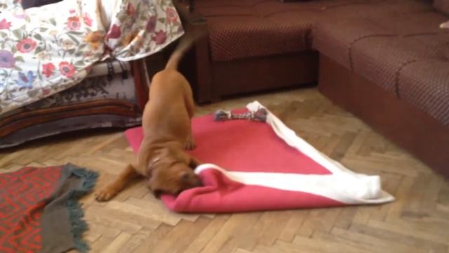 ЩЕНОК ПИТБУЛЯ ШКОДНИЧАЕТ! Щенок питбуля 2 мес. Воспитание питбуля смотреть онлайн