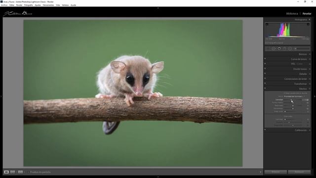✔️Cómo CREAR CORRECTAMENTE TUS PRESETS ? para Lightroom y Camera raw | TUTORIAL COMPLETO ? смотреть онлайн