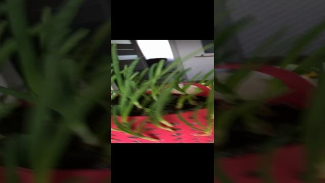 Лук вырос ,эксперимент удался!