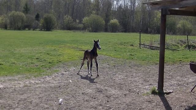 Daghiz Shael (Alvan - Daghesta Shael), 3-day-old akhal-teke fily, ахалтекинская кобыла. смотреть онлайн