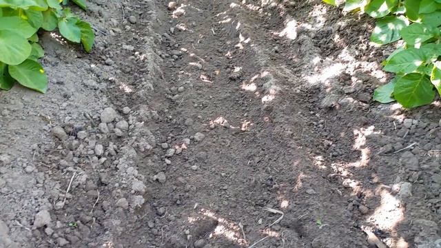 Картофель 2020 года с междурядьями 110 см часть 2 смотреть онлайн