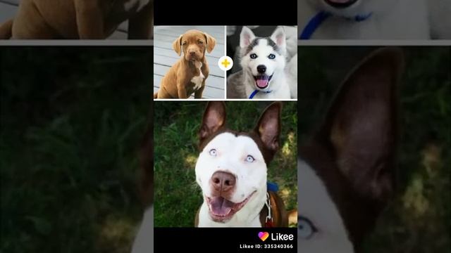 САМЫЕ КРАСИВЫЕ МЕТИСЫ СОБАК. ДЛЯ ВАС? смотреть онлайн