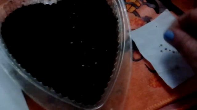 Посев томата сорт Бычье сердце смотреть онлайн