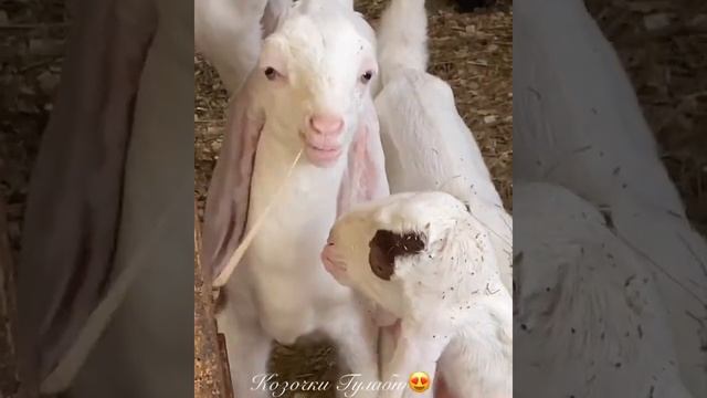 Козочка Гулаби смотреть онлайн