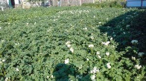 Гербицид по картофелю Зонтран