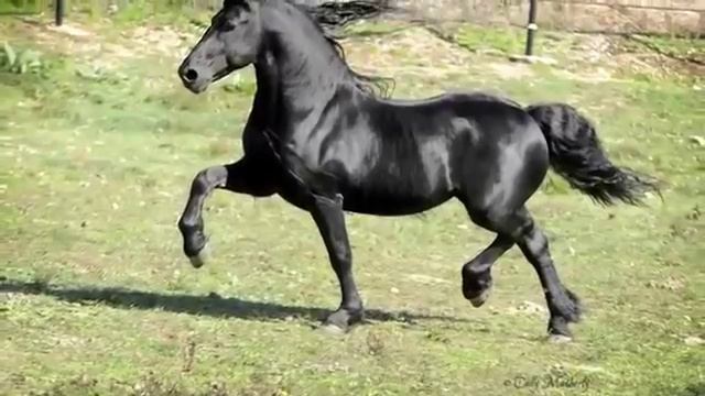 Самый красивый конь в мире по кличке Фредерик Великий смотреть онлайн