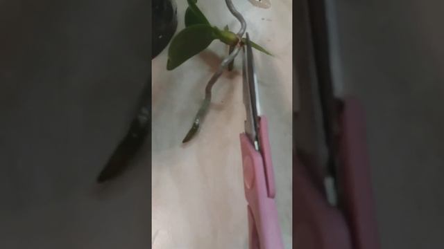 Отделение детки орхидеи смотреть онлайн