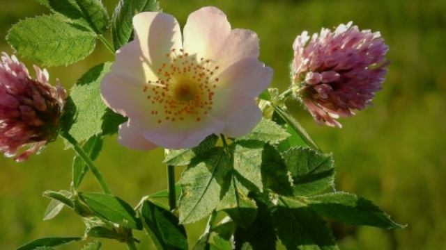 Как чистить сосуды человека? Чистка сосудов. Человеческие сосуды. Народная медицина. Здоровое тело. смотреть онлайн