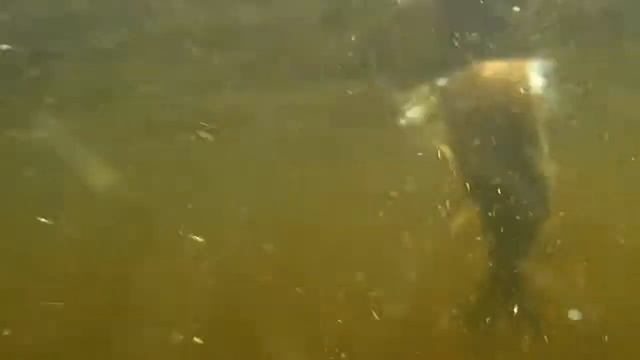 OLYMPUS TG-610 (Ладога-рыбалка)