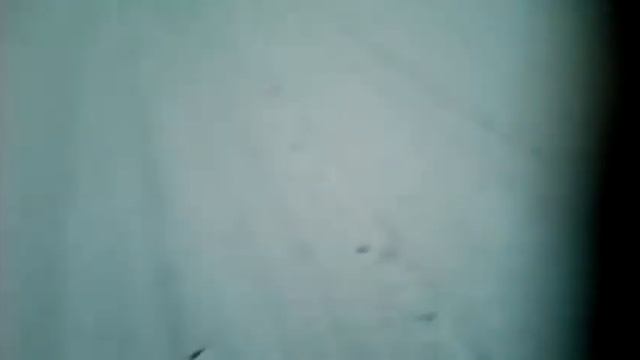 Большая собака похоже на белого медведя