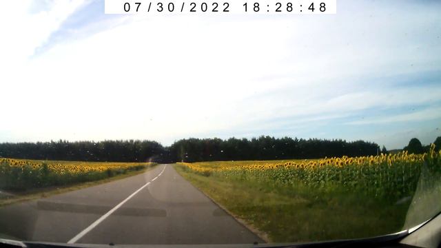 Поле с подсолнухами смотреть онлайн