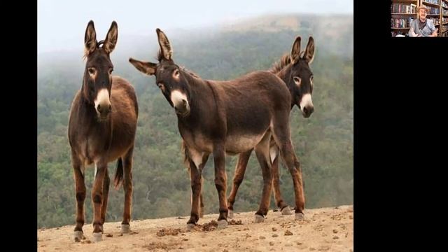 Библейские чудеса. Патент ослицы Валаама: как говорить без нормальных голосовых связок и мозгов! смотреть онлайн