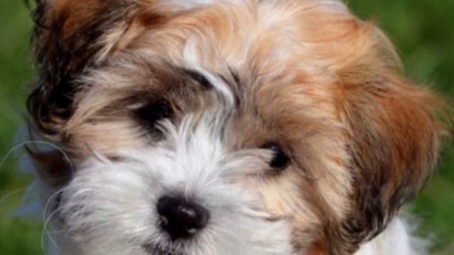 [Bolognese Dog] Pros and Cons Owning a Bolognese || Bolognese Size and Weight смотреть онлайн