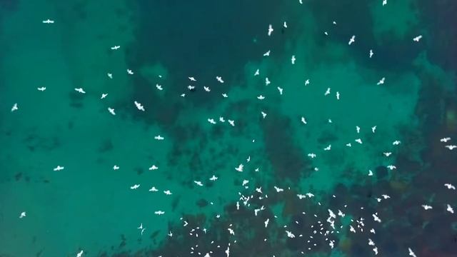 Осенний Вальс Чайки - The Autumn Waltz of the Seagull смотреть онлайн