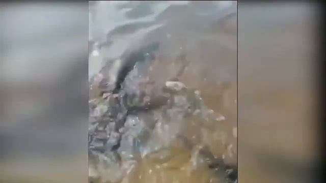 Шапсугское водохранилище спас щук. Давай, линь, сматывайся! 6 июля 2021 смотреть онлайн
