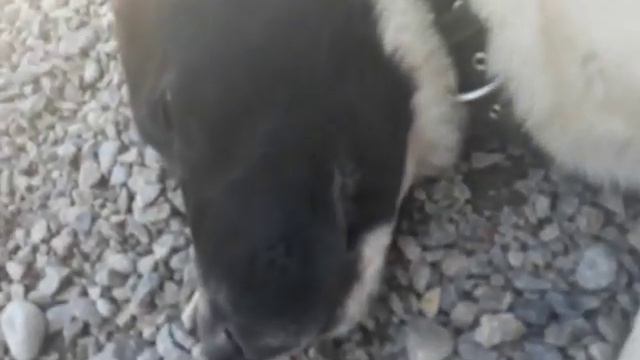 Алабай, щенок храпит смотреть онлайн