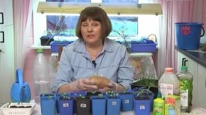 Дачные советы 23.03.2017. Уход за рассадой капусты