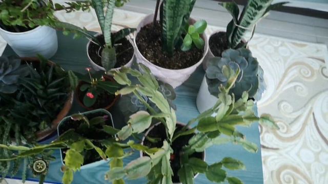 YILBAŞI ve KALANŞO (Orkide) ÇİÇEĞİ NASlL ve NE ZAMAN ÇİÇEK AÇAR? смотреть онлайн