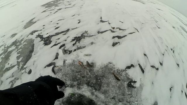 Рыбинский окунь на балансир. Рыбалка на Рыбинском водохранилище со льда на окуня. смотреть онлайн