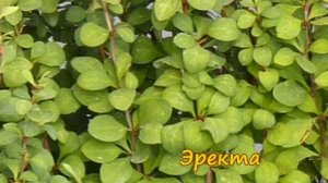 Барбарис в  саду. Сорта барбариса тунберга  колоновидные (вертикальные).