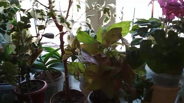 Как ?❄️ЗИМУЮТ❄️?мои растения, не орхидеи (10.12.2020) смотреть онлайн