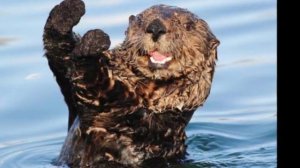 Животные Красной книги. Почему они вымирают?  (Перфильев Максим)