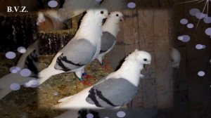 Породы голубей 2