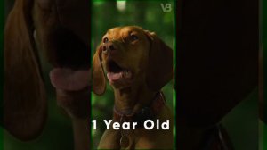 A 1 Year Old Dog Is as Mature as a 15 Year Old Human