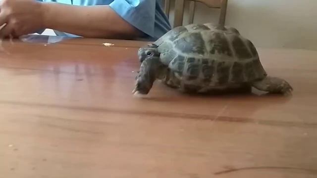 Нашли черепаху