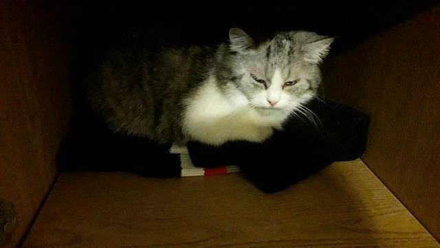 Кошка соня! смотреть онлайн