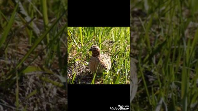 Стих Лилии Маркс "Песнь степи " смотреть онлайн