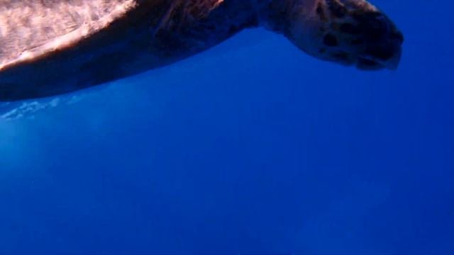 Черепаха Бисса (или настоящая каре́тта) уходит в море 1,39 (Continental Garden Reef 03.05.2023) смотреть онлайн
