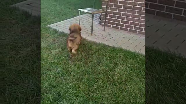 Щенки Тибетского мастифа в продаже