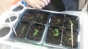 Как ухаживать за лобелией после всходов: важные правила