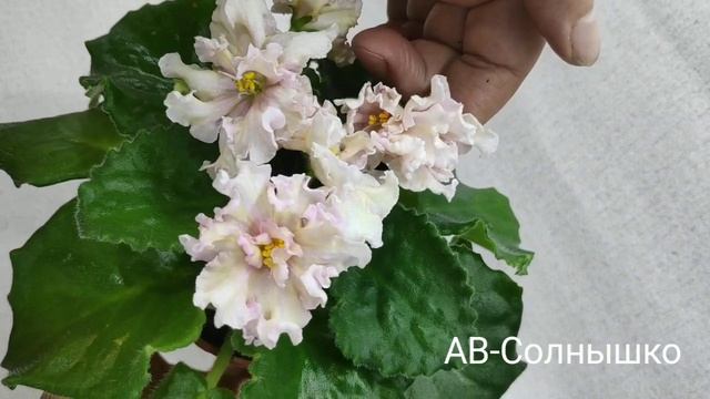 АВ-Сова,АВ-Солнышко, АВ-Полет Валькирий.