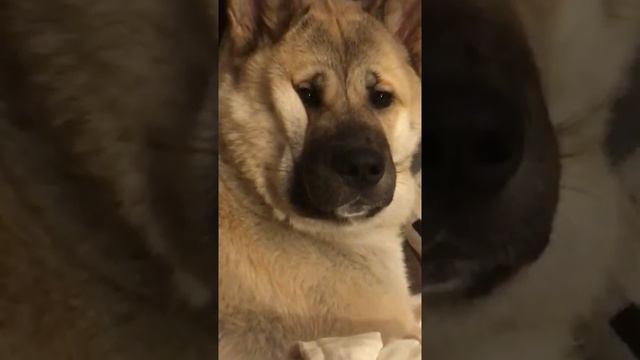 Американская акита на диете . Ужас. American Akita смотреть онлайн