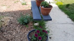 Как выглядит вирус на вегетативной ампельной петунии