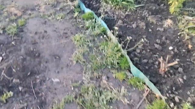 Чем подкормить розы весной?/Первая подкормка.