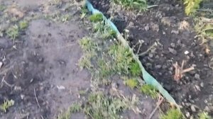 Чем подкормить розы весной?/Первая подкормка.