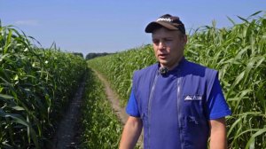 Агроплазма. Сорго-суданковые гибриды. Репортаж канала @KLTVTR #сорго #крс #корма