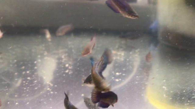 Betta fry 41st day. Рыбка петушок, малек 41 день. 公鸡鱼炒41天 смотреть онлайн