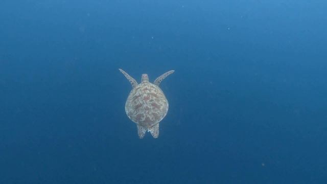 Летающие морские черепахи смотреть онлайн