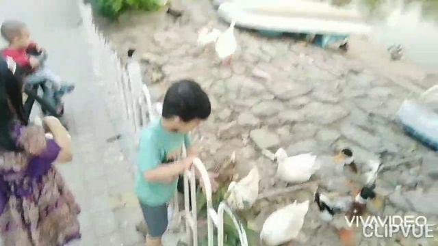 #FeedingTheHungry Navaira is feeding the Ducks ?? || Her first step towards learning Good Deeds ? | смотреть онлайн