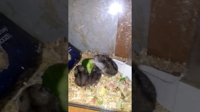 Джунгарские хомяки смотреть онлайн