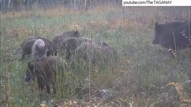 Сезон охоты на кабана смотреть онлайн