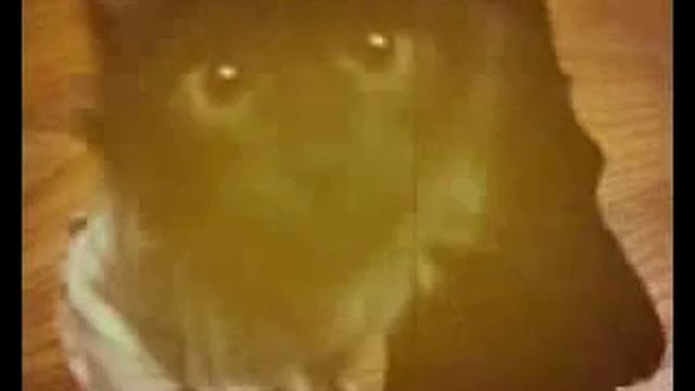 Димка-маленький сломанный котенок.avi смотреть онлайн