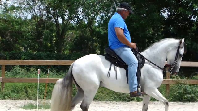 Training Paso Fino Horses With Carlos Arango At Paso Fino 305 Riding Academy