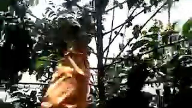 Too late coffee harvest in Garut of West Java смотреть онлайн