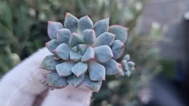 Echeveria Subcorymosa Lau (030) смотреть онлайн