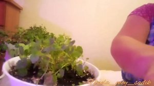 Правильно подготовить #кампанулу к зиме.